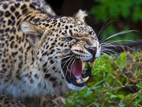 Михаил Фоткуллин