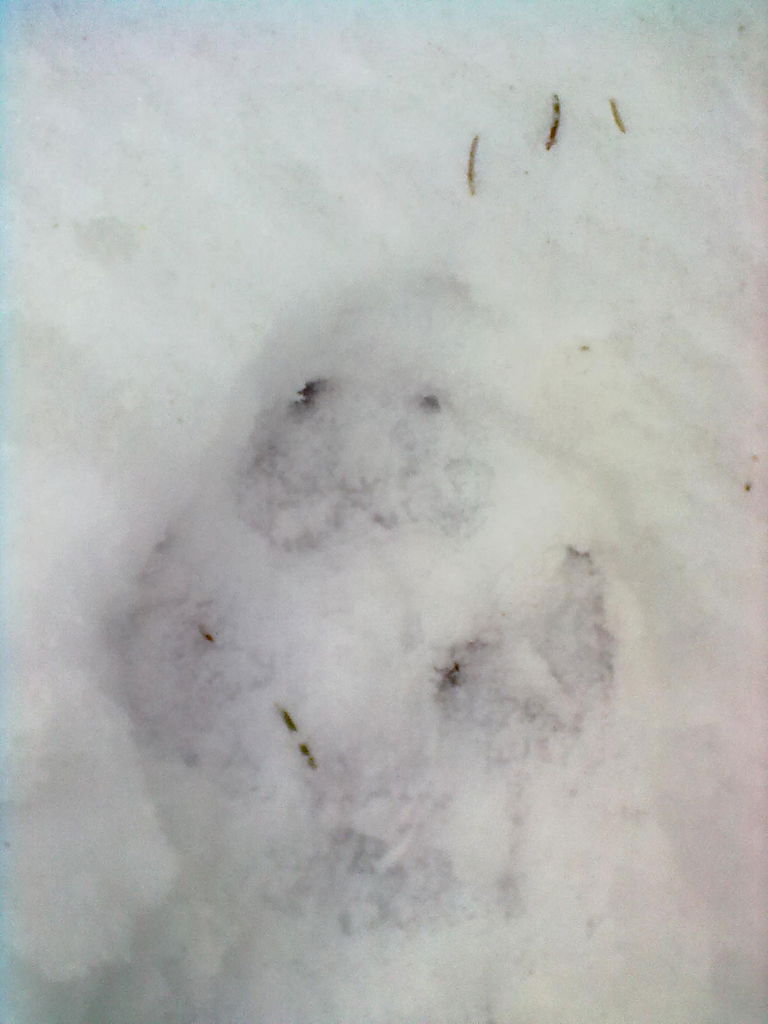 Катя Волкова