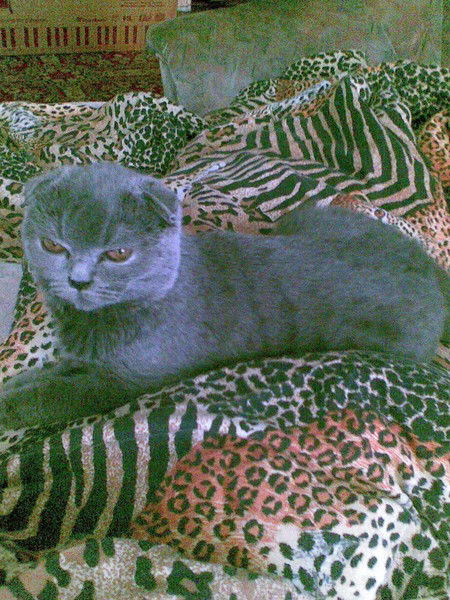 Сара Вайсман