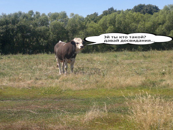 Никитин Николай Николаевич