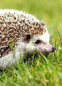 Иван Касьянов