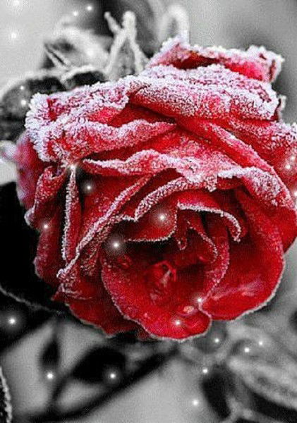 Наталья Пришлова