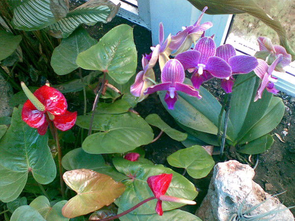 Ольга Еленская