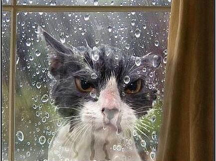 Сигизмунд Ковальский