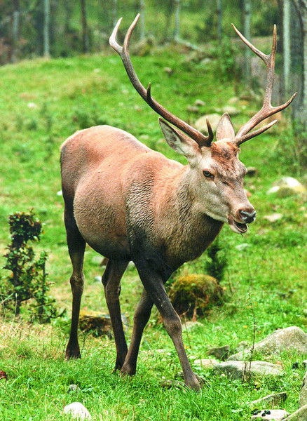 Орест Ференц