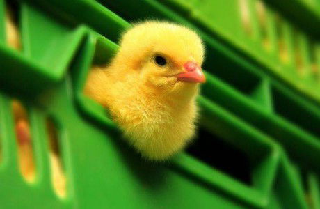 Агрогруппа Баксанбройлер