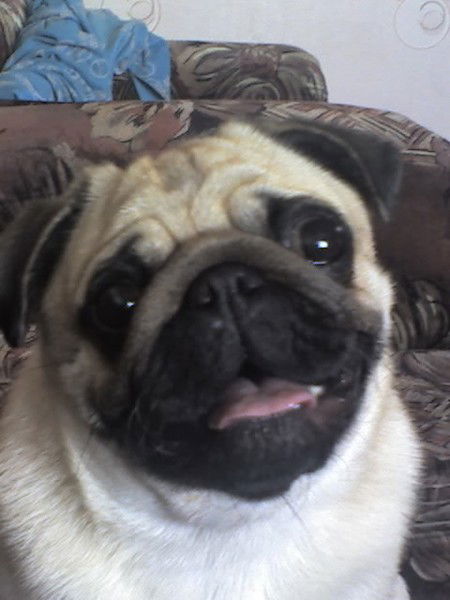 Света Сокур