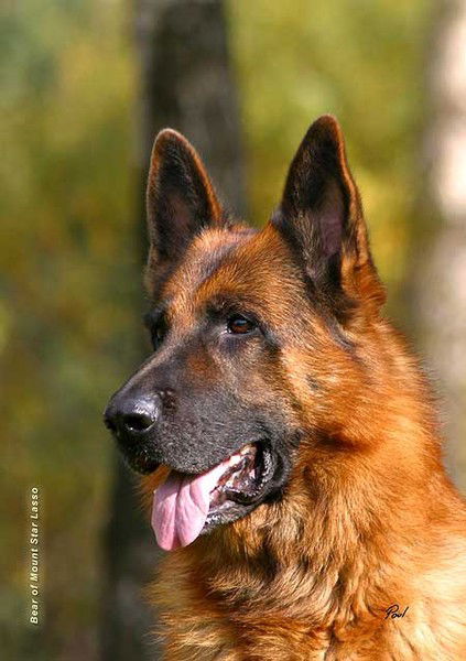 Инна Шевчук