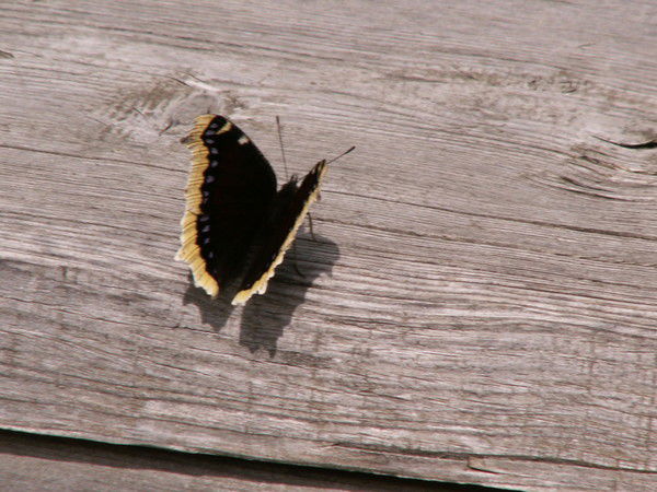 Елена Селюнина