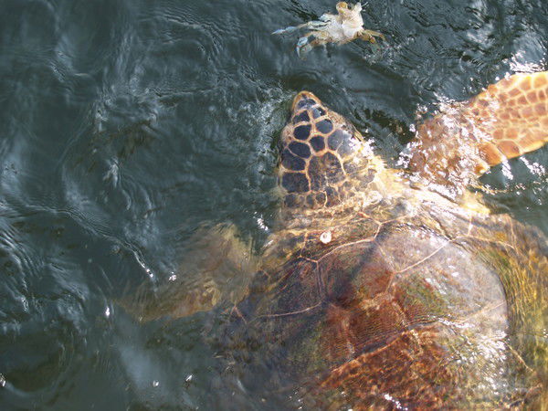 Nevinosimaya Varivoda