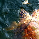 Nevinosimaya Varivoda