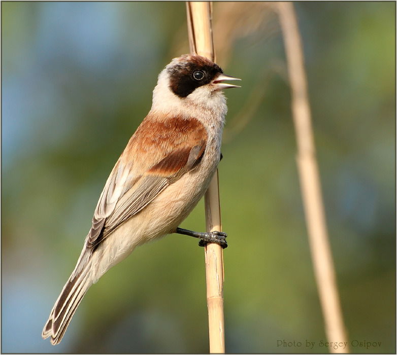 Домникия Димова