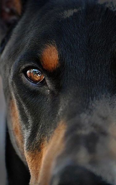 Дмитрий Величко