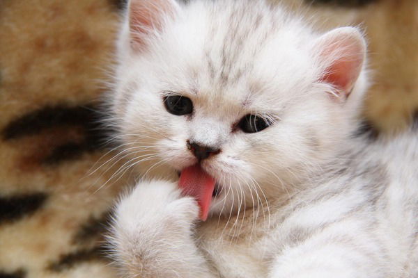 Надежда Калинина