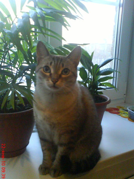 Светлана Садрисламова