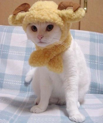 Марат Кашапов