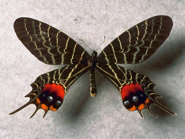 Алена Думанова