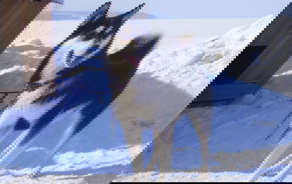 Фигура Речи