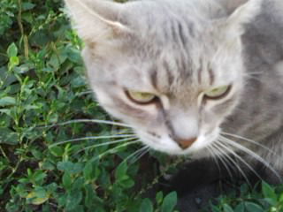 Мелкая Крыса