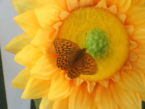 Света Мусатова