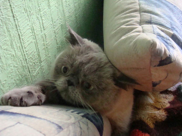 Оксана Гетманская