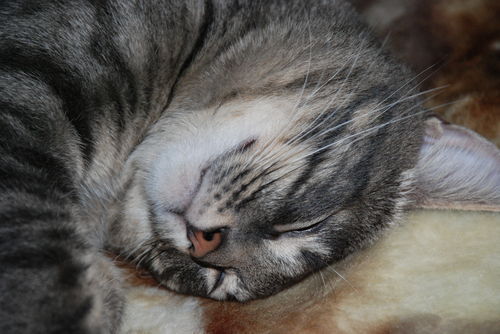 Тимофей Шумский