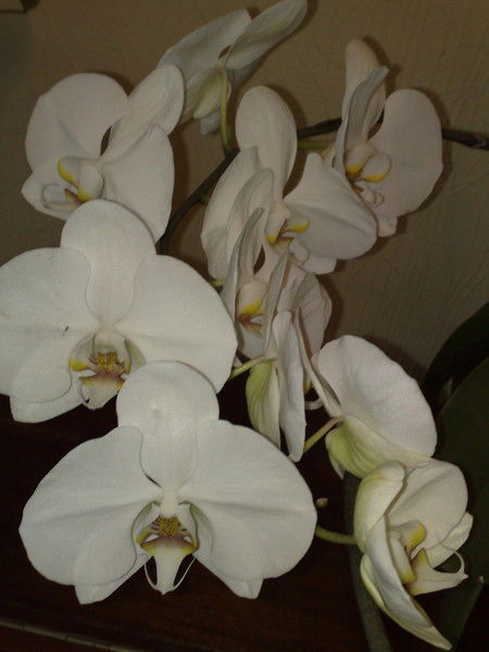 Оксана Берчатова