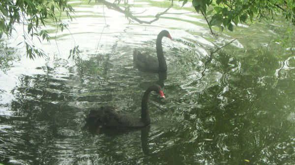 Елизавета Кошкина