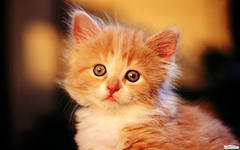 Владислав Стеблецов