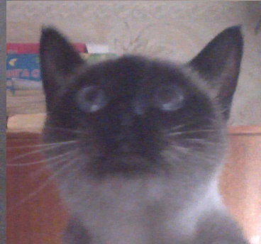 Ольга Герасимова