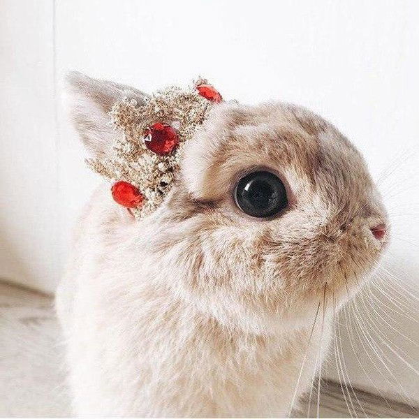 Элина Цигай