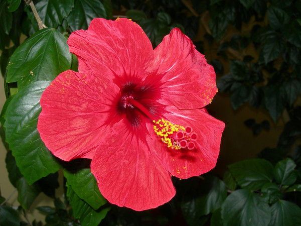 Наталия Евтушенко