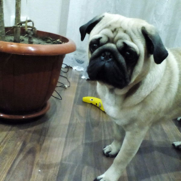 Олька Золотухина