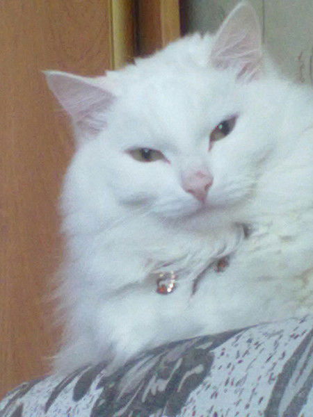 Людмила Хмарская