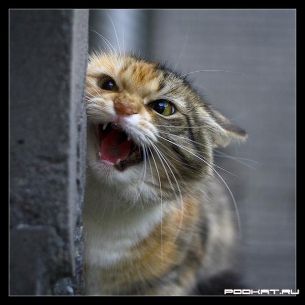 Антоний Минеахметов