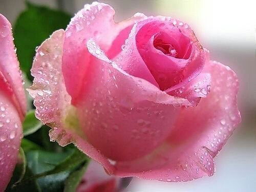 Ирина Петрович