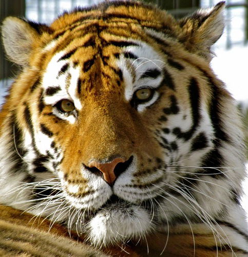 Русский Парень