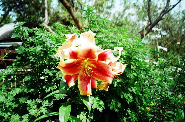 Галина Михалева