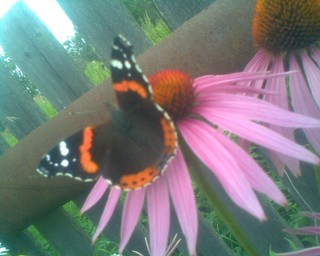 Елена Трофимова