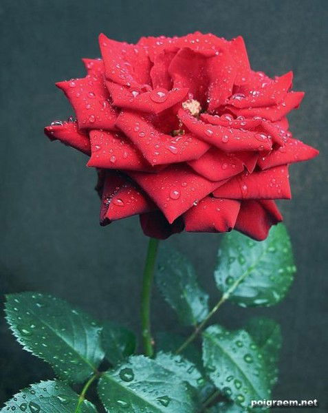 Акмарал Жантлеуова