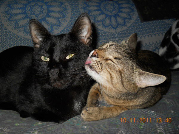 Елена Никитина