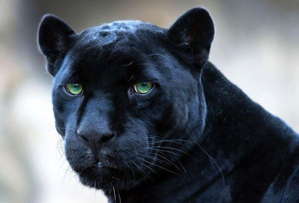 Наталья Икс