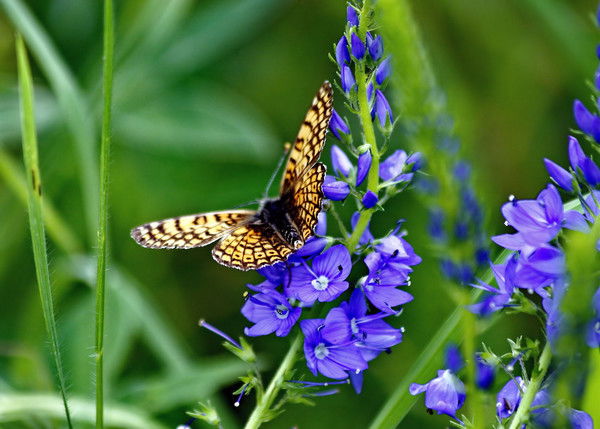 Ирина Стрельчикова