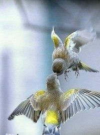 Медет Кенжебаев