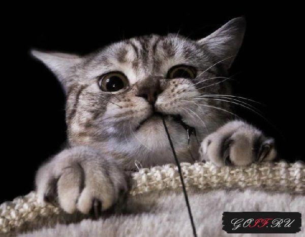 Анастасия ...........