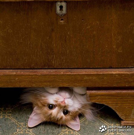 Сергей Цвелев