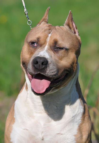 Александр Терехов