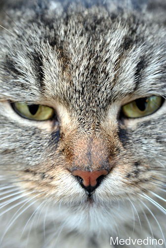 Владимир ***