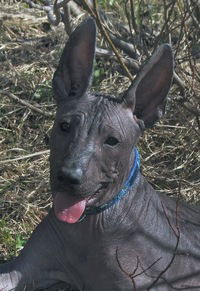 Юлиана Острижко