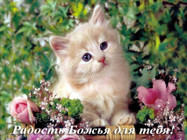 Алексей Аржанов